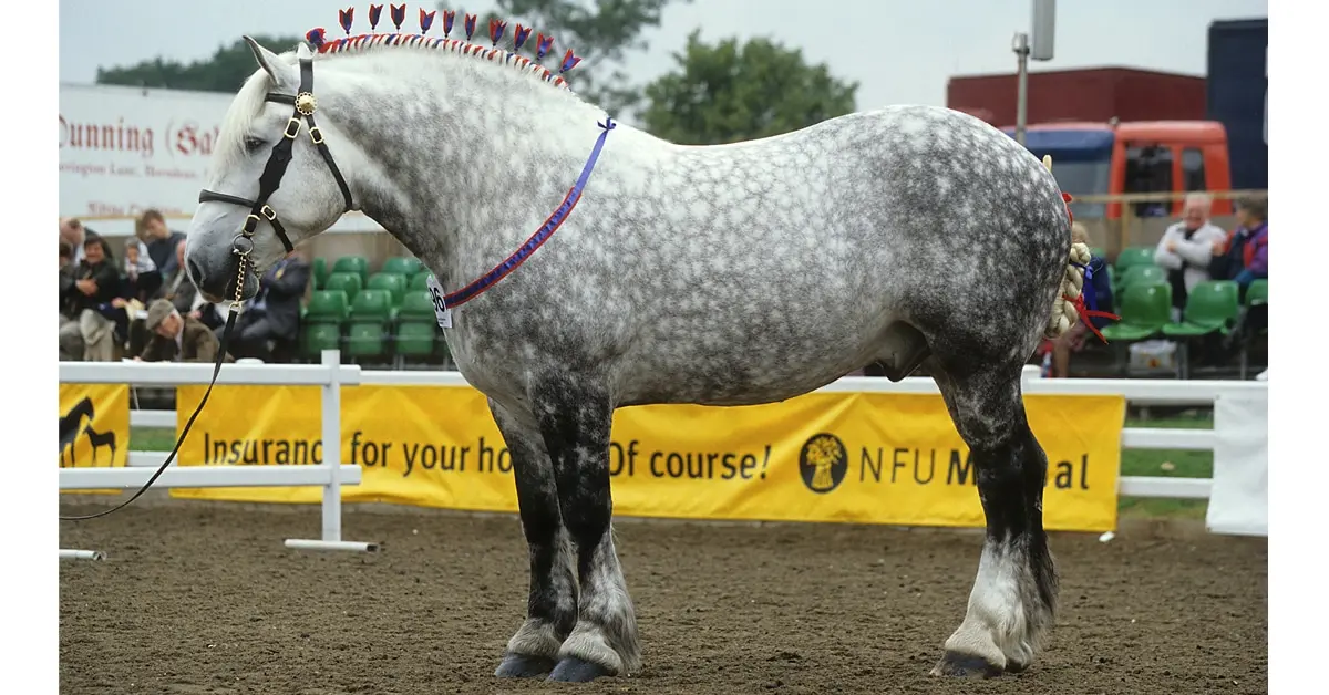 horse canada.com