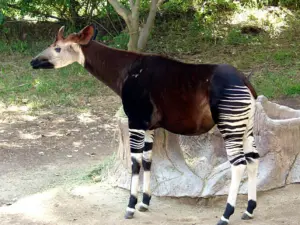true wildlife.blogspot.com